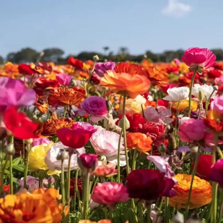 Rows of magenta, red and orange ranunculus running toward the horizon.